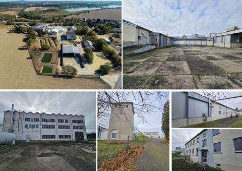 Grimma Halle, Grimma Hallenfläche