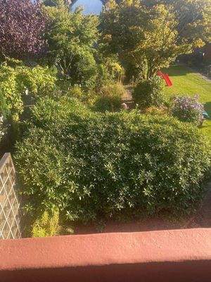 Blick vom Balkon in den Garten