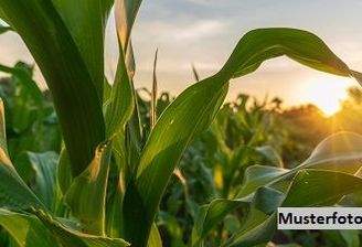 Keine Originalbilder