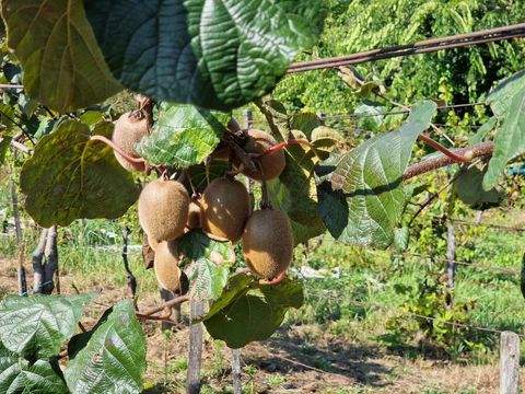 Szentgyörgyvár Grundstücke, Szentgyörgyvár Grundstück kaufen