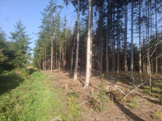 Sauerlach Wald 2025 III.jpg