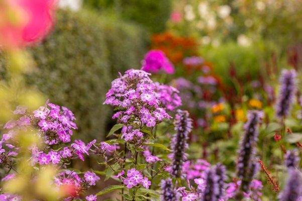 Detailaufnahme des Gartens