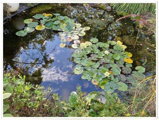 Kleiner Seerosenteich