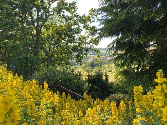 Steilhang Gilbweiderich mit Aussicht