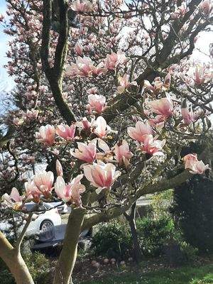 Garten: Magnolienbaum