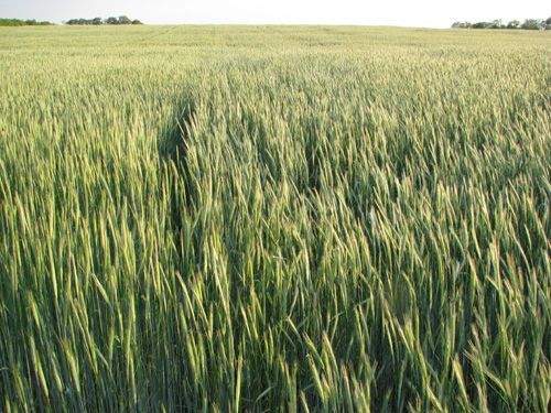 Getreide 4