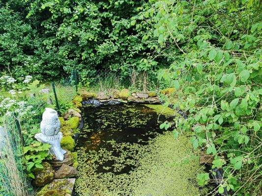 Kleiner Gartenteich