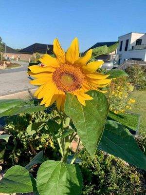 Sonnenblume lässt grüßen
