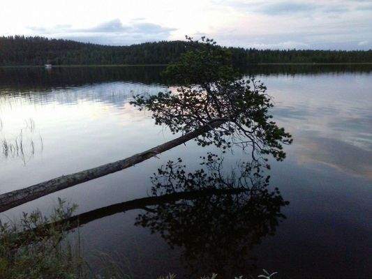 Gefallener Baum am Seeufer