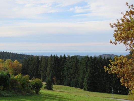 Blick über den Wald 