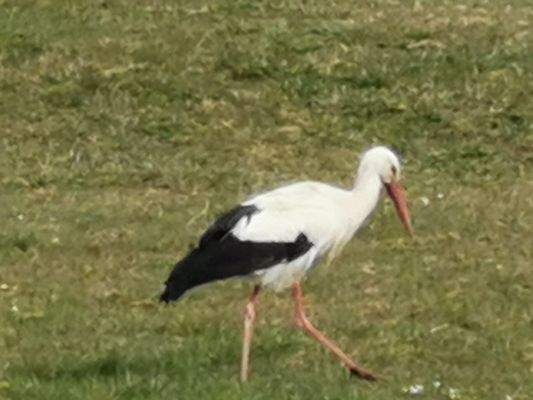 Storche auf der Koppel