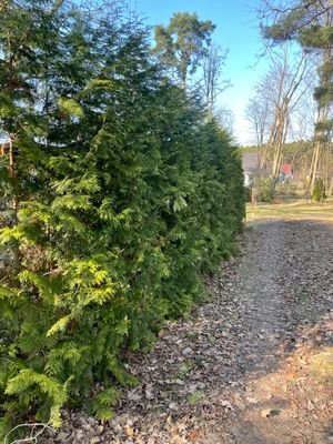Hecke