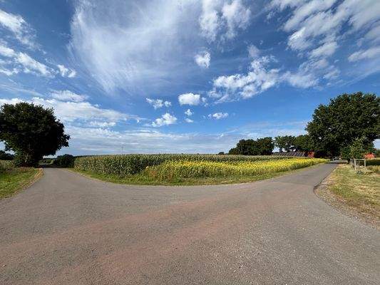 Ackerland mit Maisbestand