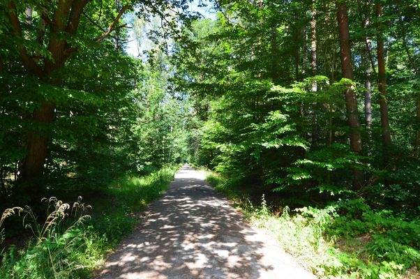 Waldweg im Wermsdorfer Forst.JPG