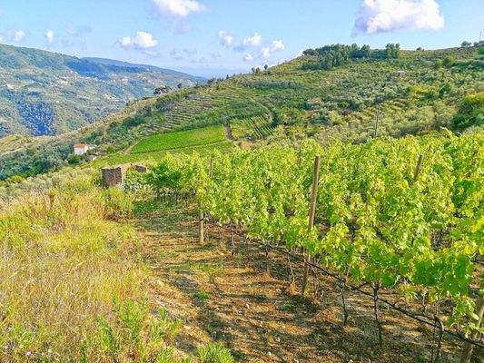 PE672_16 TERRA ITALIA IMMOBILIEN_LIGURIEN_WEINGUT_