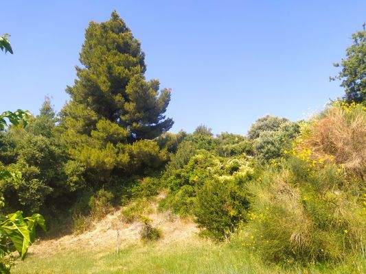 Eingewachsener Garten.jpg