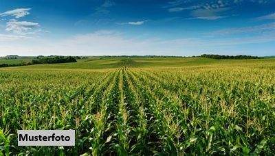 Hornow Bauernhöfe, Landwirtschaft, Hornow Forstwirtschaft