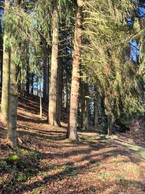 Blick in´s Grundstück