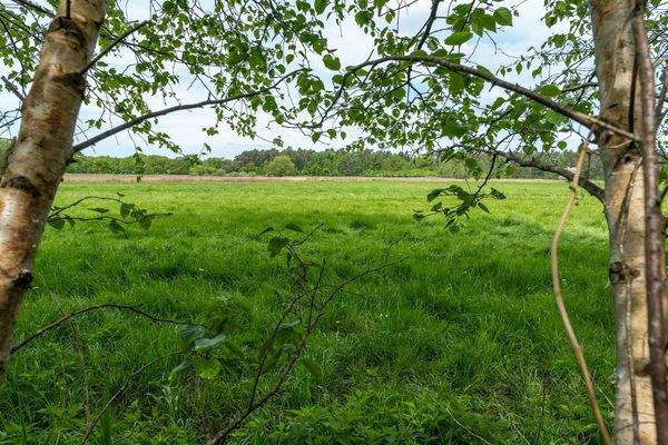 Feldrandlage mit Blick ins Grüne