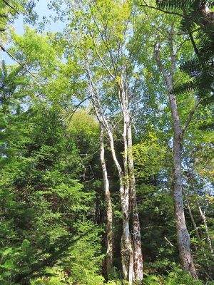 Cape Breton - Cleveland - Wunderschönes See-Ufer-G