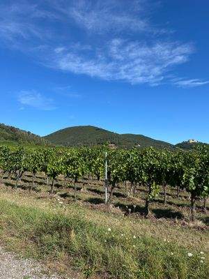 Grundstück Maikammer mit HUF Bauprojekt (1).jpeg