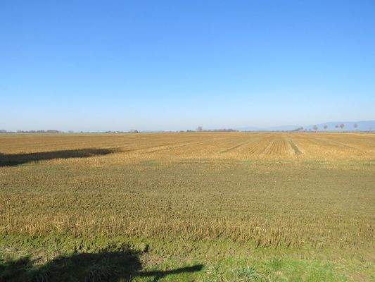 angrenzende landwirtschaftliche Flächen 