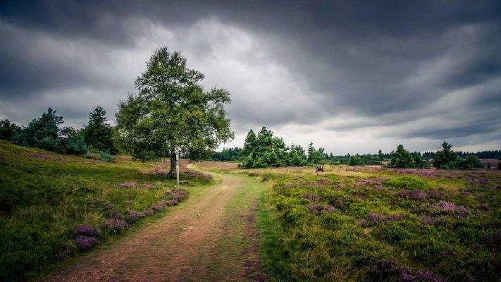 Die Hochheide/Niedersfeld