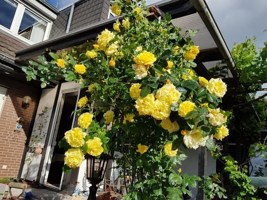 TERRASSE MIT ROSEN