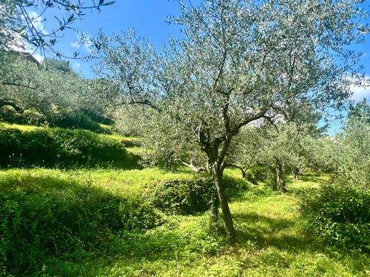 PE925_07 TERRA ITALIA IMMOBILIEN_LIGURIEN_PERINALD