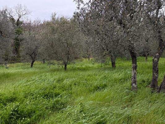 Olivenhain