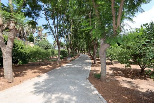 Jacaranda Allee