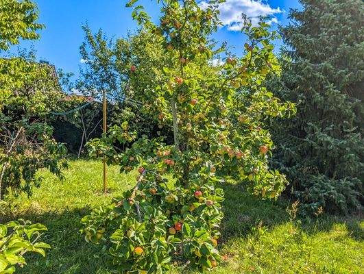 Prallgefüllter Apfelbaum