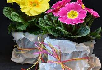 ritae-primroses-3132310 1920
