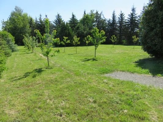 Neu bepflanze Obstanbauwiese