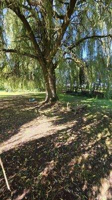 natürliche Beschattung - Weide