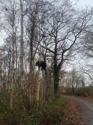 gute Erreichbarkeit durch eine befestigte Zuwegung!.jpg