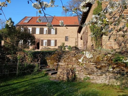 Mandelblüte