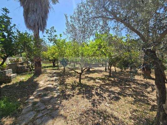 img_3fb0e035-4d1d-4cbd-a689-56c7a22860ac