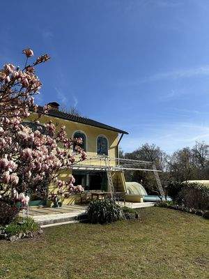 Magnolie im Frühling