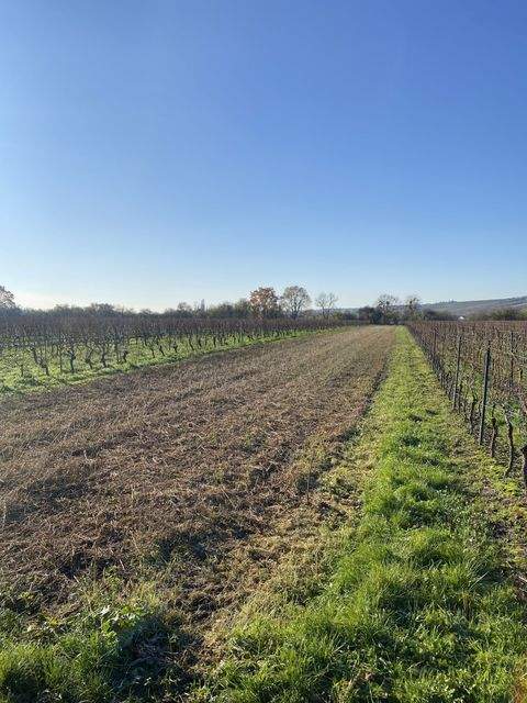 Oppenheim Bauernhöfe, Landwirtschaft, Oppenheim Forstwirtschaft