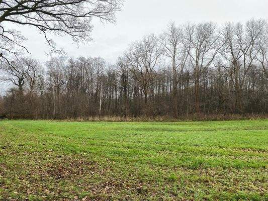 Durchforstungsmöglichkeit gegeben!.jpg