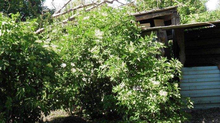 Erkennbare Schuppenreste