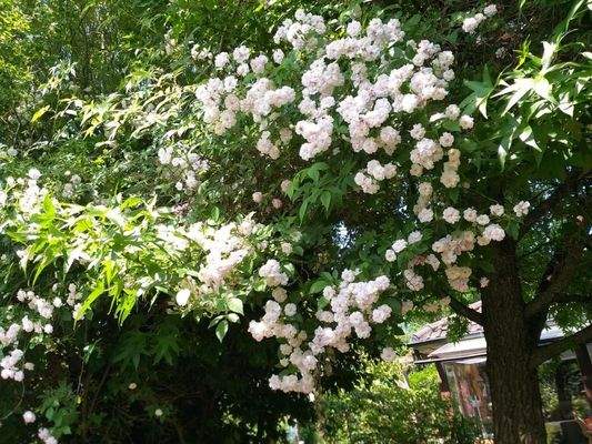 Rosenstrauch im Garten