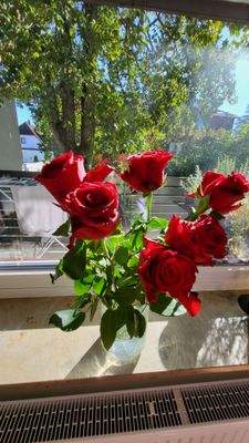 Rosen am Wohnzimmerfenster.jpg