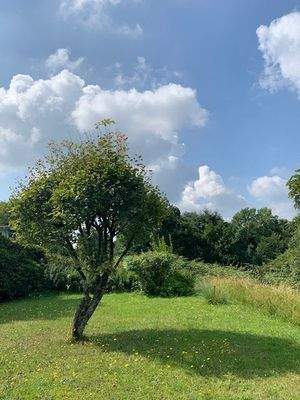 Blick ins Grüne.jpg