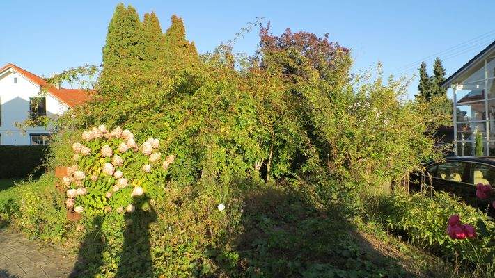 alte, üppige Rosenbüsche.jpg