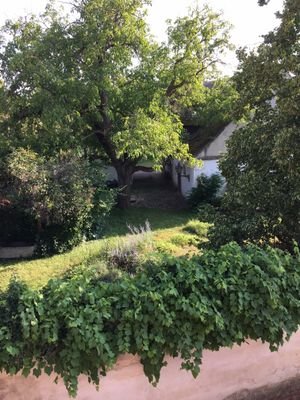 Blick in Nachbargarten.JPG