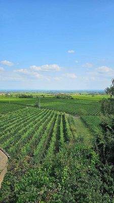 Blick in Rheinebene (8).jpg