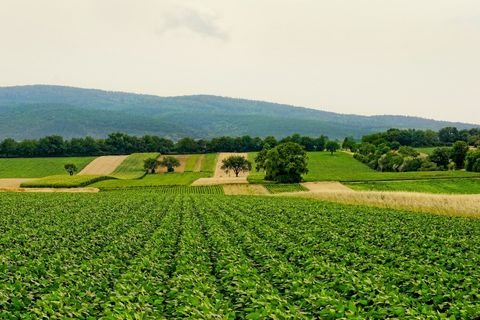 Lupburg Bauernhöfe, Landwirtschaft, Lupburg Forstwirtschaft