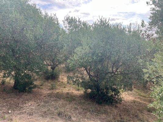 Olivenhain Grundstück Follonica